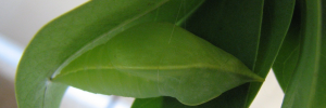 Pupae